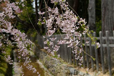 正門花意思